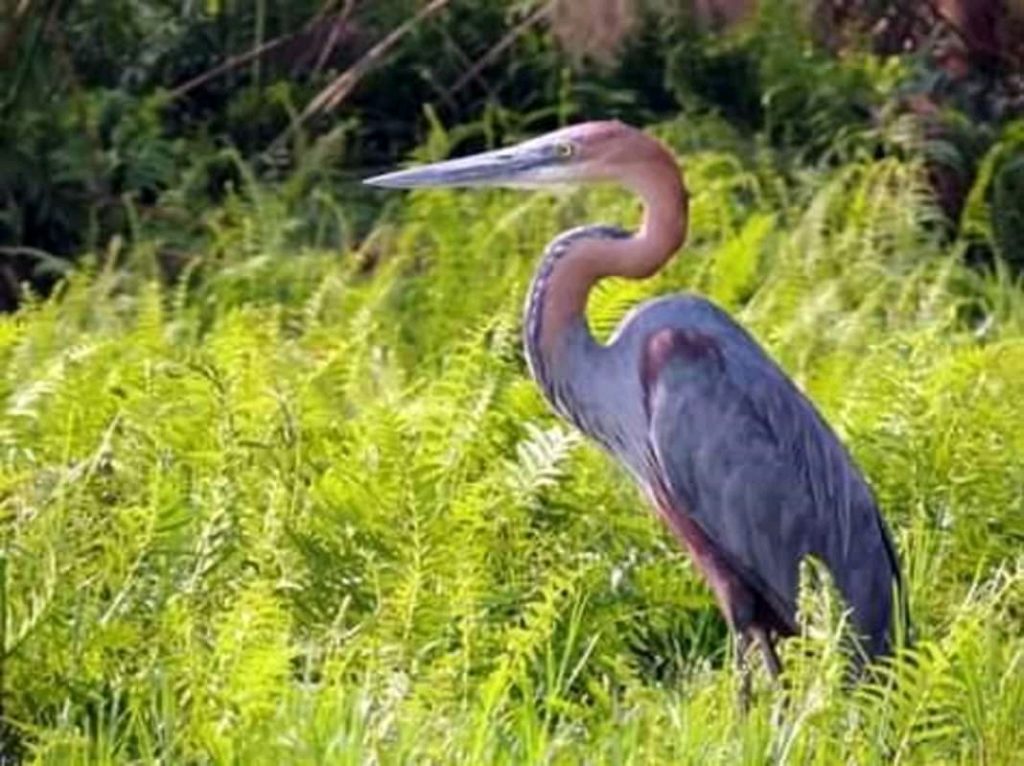 Uganda birding