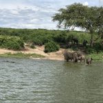 Elephants = Kazinga Channel