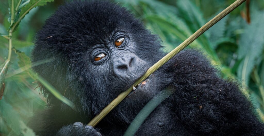 Uganda Mountain Gorillas